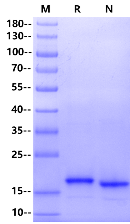IL-10 Protein, Mouse