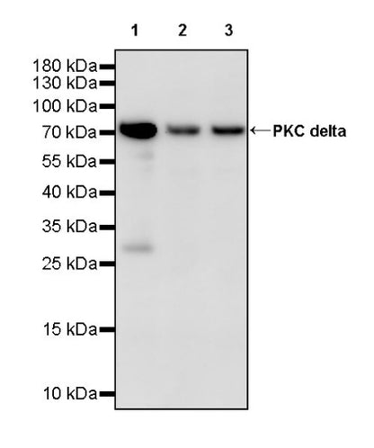 PKC delta Recombinant Rabbit mAb (S-2563-26)