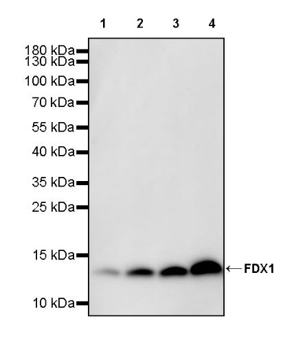 FDX1 Recombinant Rabbit mAb (S-3587-58)