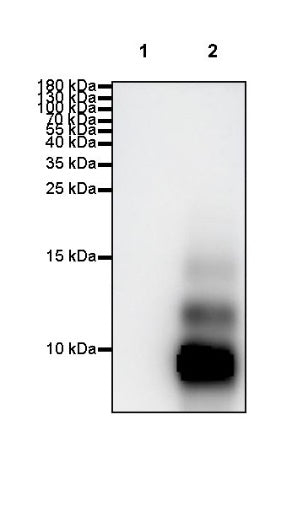 Amyloid beta 1-40 Recombinant Mouse mAb (S-R269)