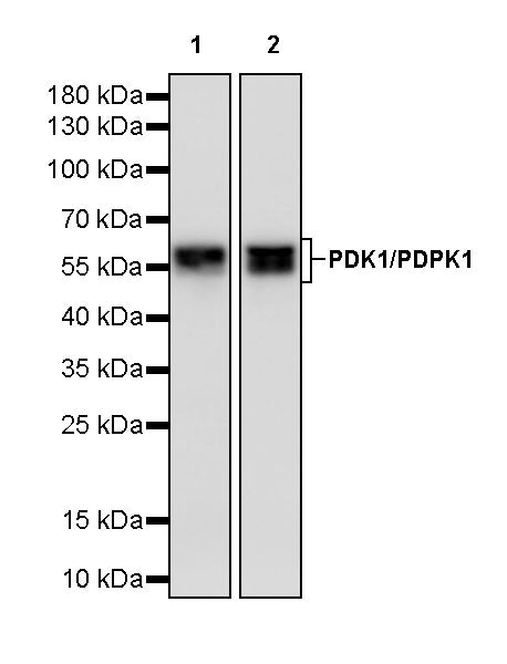 PDK1/PDPK1 Recombinant Rabbit mAb (S-3050-116)