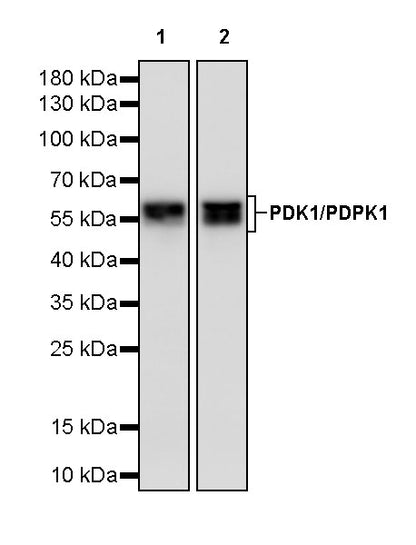 PDK1/PDPK1 Recombinant Rabbit mAb (S-3050-116)