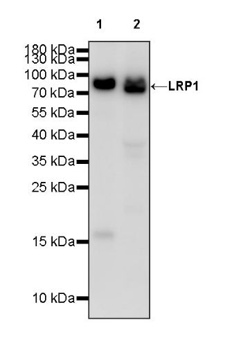 LRP1 Rabbit Polyclonal Antibody