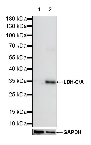 LDH-C/A Recombinant Rabbit mAb (S-R328)