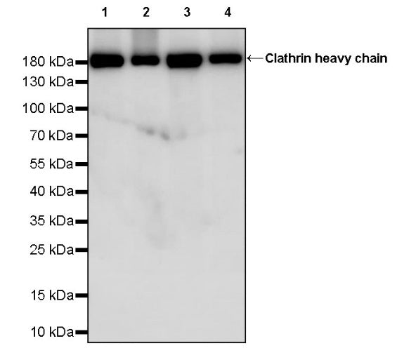 Clathrin heavy chain Recombinant Rabbit mAb (S-1690-25)