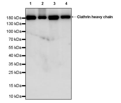 Clathrin heavy chain Recombinant Rabbit mAb (S-1690-25)