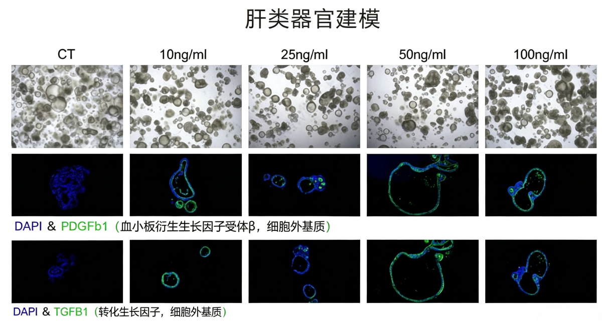 hPSC Induction Differentiation Liver Organoid Kit