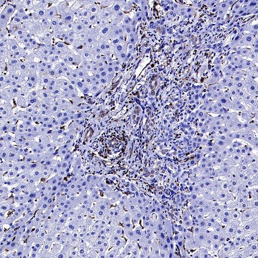 CD74 Recombinant Rabbit mAb (S-4524-58)