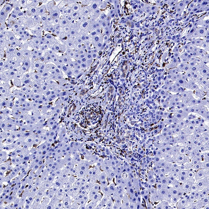 CD74 Recombinant Rabbit mAb (S-4524-58)