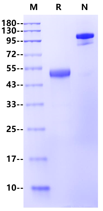 LAIR2/CD306 Fc Chimera Protein, Human