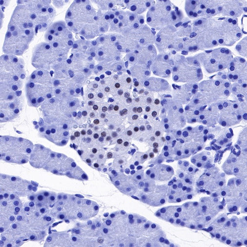 NKX6.1 Recombinant Rabbit mAb (SDT-260-79)