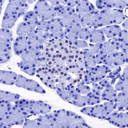 NKX6.1 Recombinant Rabbit mAb (SDT-260-79)