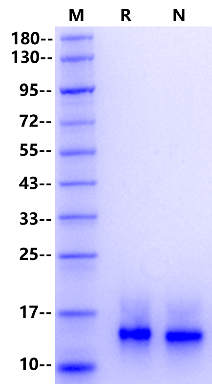 HB-EGF Protein, Mouse