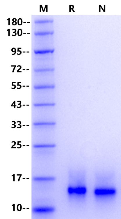 HB-EGF Protein, Mouse