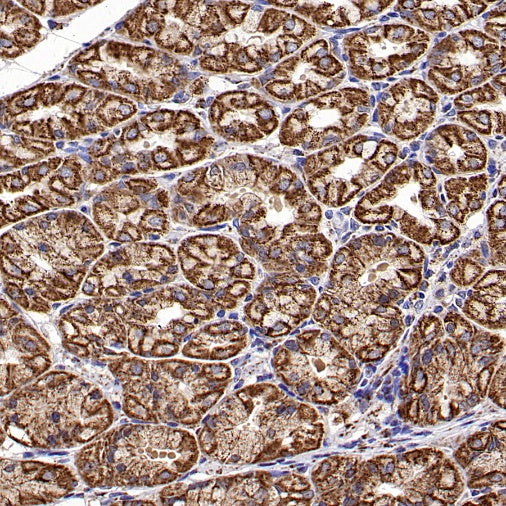 Fumarate hydratase Recombinant Rabbit mAb, PBS Only (SDT-2434-37)
