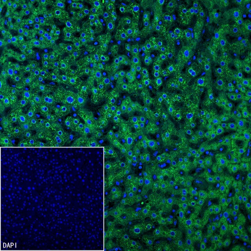 Sec61B Recombinant Rabbit mAb (S-4499-3)