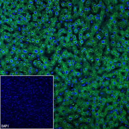 Sec61B Recombinant Rabbit mAb (S-4499-3)