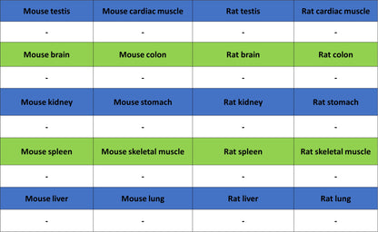 NPTX2 Recombinant Rabbit mAb (S-4048-54)