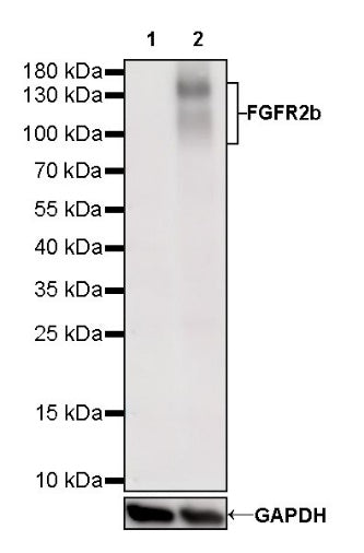 S-RMab® FGFR2b Recombinant Rabbit mAb (SDT-423-33)