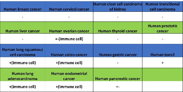 EBV Induced Gene 2/EBI2 Recombinant Rabbit mAb (S-5946)