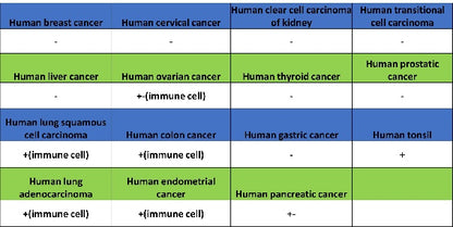 EBV Induced Gene 2/EBI2 Recombinant Rabbit mAb (S-5946)