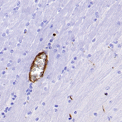 S-RMab®CD4 Recombinant Rabbit mAb (S-R569)