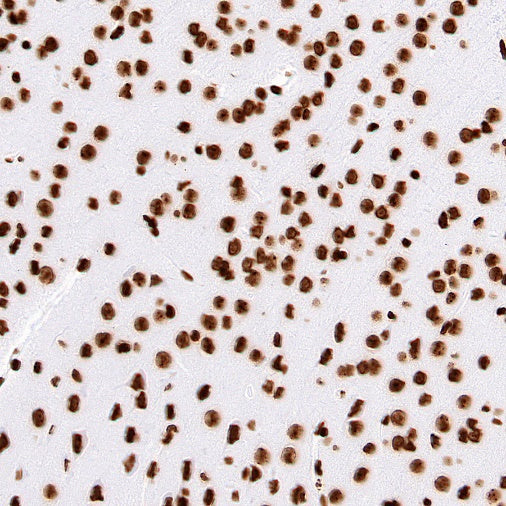 Histone H4 Recombinant Rabbit mAb (S-499-253)