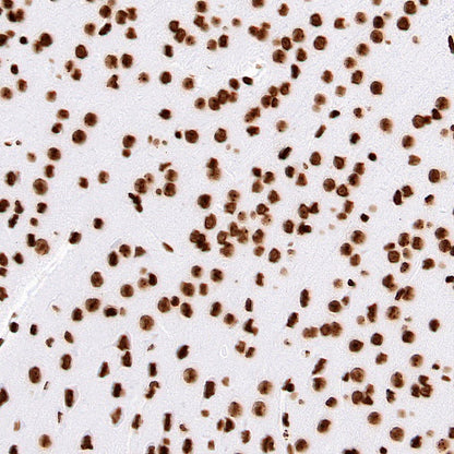 Histone H4 Recombinant Rabbit mAb (S-499-253)