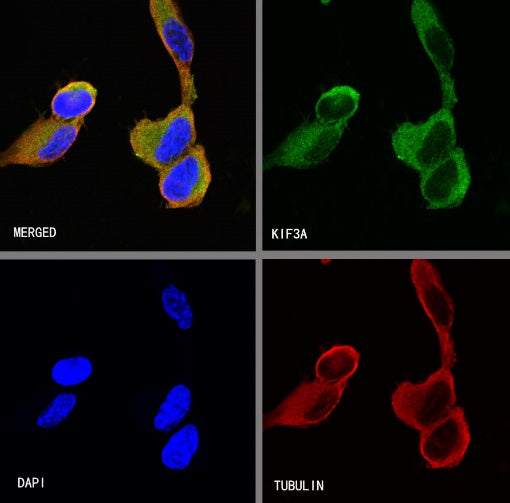 KIF3A Recombinant Rabbit mAb (S-1083-9)