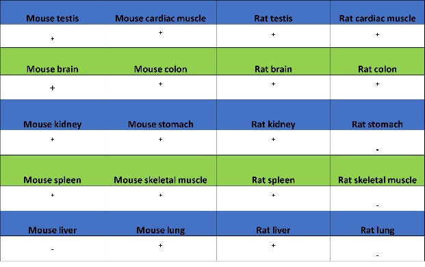 c-Fos Recombinant Rabbit mAb (S-1391-63)