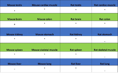c-Fos Recombinant Rabbit mAb (S-1391-63)