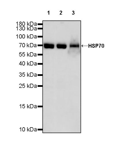 HSP70 Recombinant Rabbit mAb (S-992-39)
