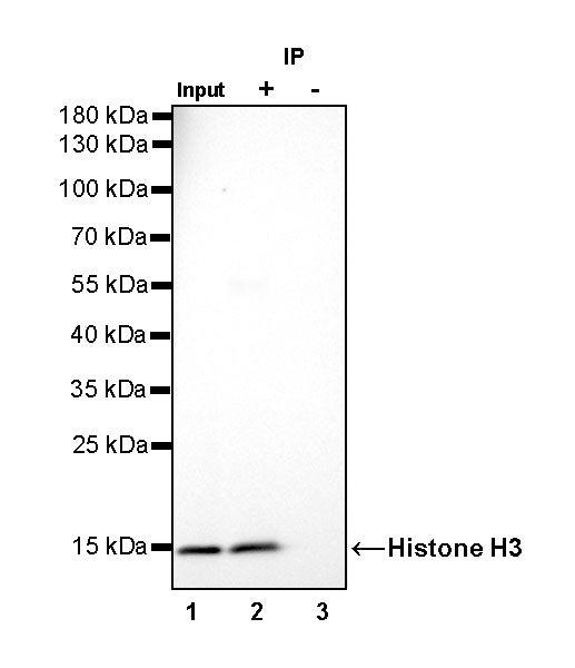 Histone H3 Recombinant Rabbit mAb (SDT-266-44)