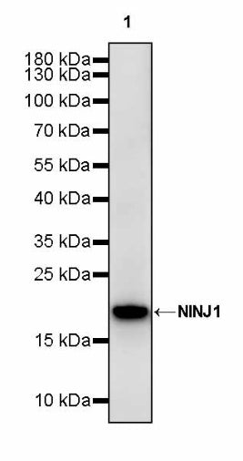 NINJ1 Recombinant Rabbit mAb (S-3109-56)