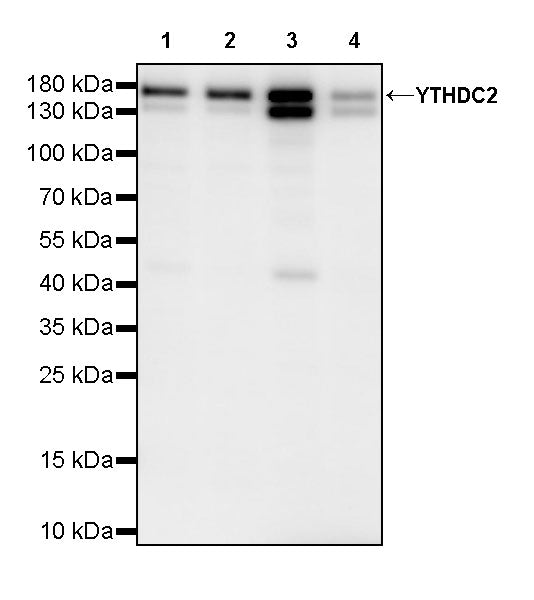 YTHDC2 Recombinant Rabbit mAb (S-3338-41)