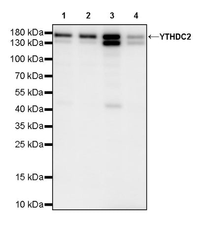 YTHDC2 Recombinant Rabbit mAb (S-3338-41)