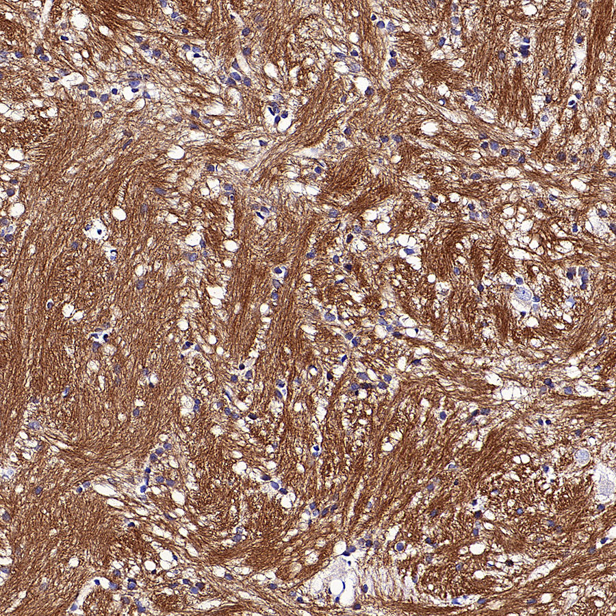MOG Rabbit Polyclonal Antibody