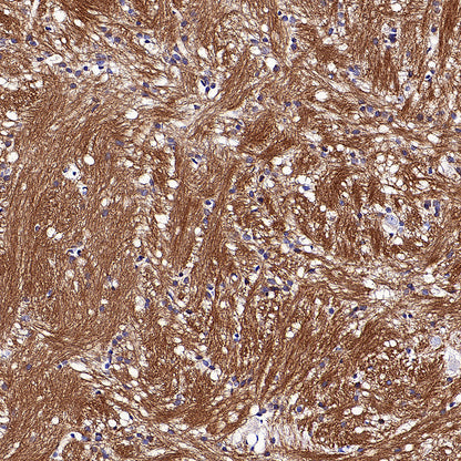 MOG Rabbit Polyclonal Antibody