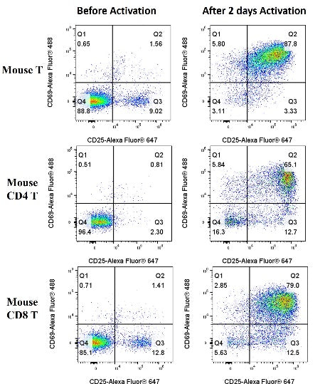T Cell Activation/Expansion Kit, mouse（RUO）