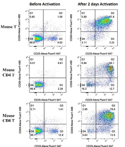 T Cell Activation/Expansion Kit, mouse（RUO）