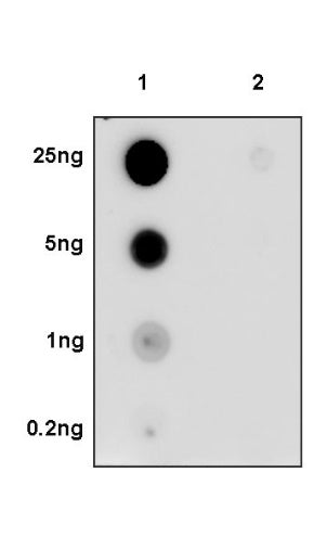 Phospho-NF-κB p65 (S529) Recombinant Rabbit mAb (S-1125-59)
