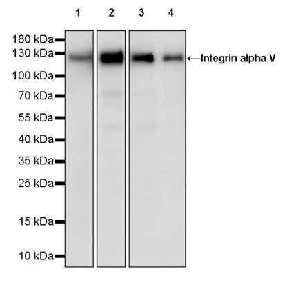 Integrin alpha V Recombinant Rabbit mAb (S-1798-27)