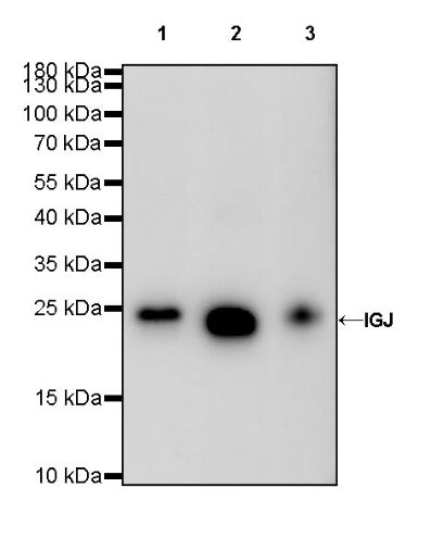 S-RMab® IGJ Recombinant Rabbit mAb (S-342-48)