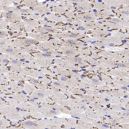 Connexin 43/GJA1 Rabbit Polyclonal Antibody
