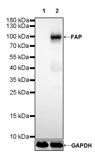 FAP Recombinant Rabbit mAb,PBS Only (SDT-R132)