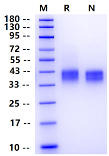 Biotinylated Fc γ RIIB/CD32b Avi&His Tag Protein, Mouse