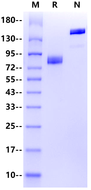 SIRP-α/CD172a mFc Chimera Protein, Human