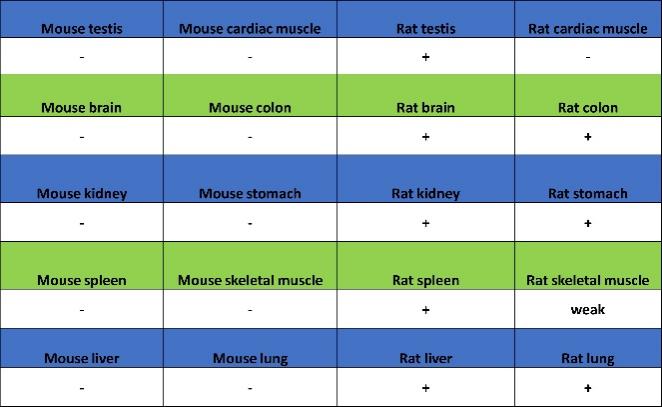 RPA70 Recombinant Rabbit mAb (S-1653-9)