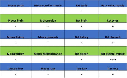 RPA70 Recombinant Rabbit mAb (S-1653-9)