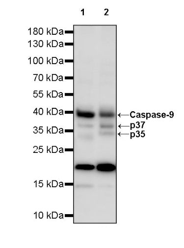 Caspase-9 Recombinant Rabbit mAb (S-1541-20)